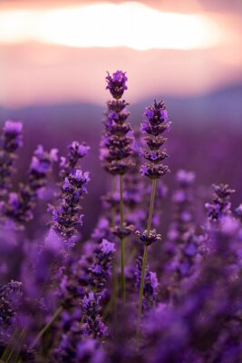 Poster Lavendel an langen Stängeln