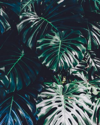 Poster Monstera-Blätter reflektieren die Sonne