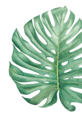 Poster Monstera-Blatt mit Wasser gemalt