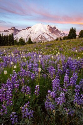 Poster Mount Rainier Wildfliwers in Summer