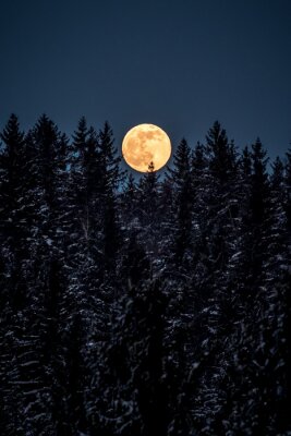 Poster Nacht in einem Nadelwald