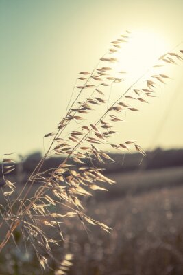 Poster Natur und Landschaften der Ähren auf dem Hintergrund der Sonne