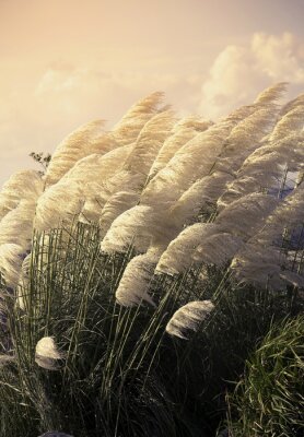 Poster Pampas grass