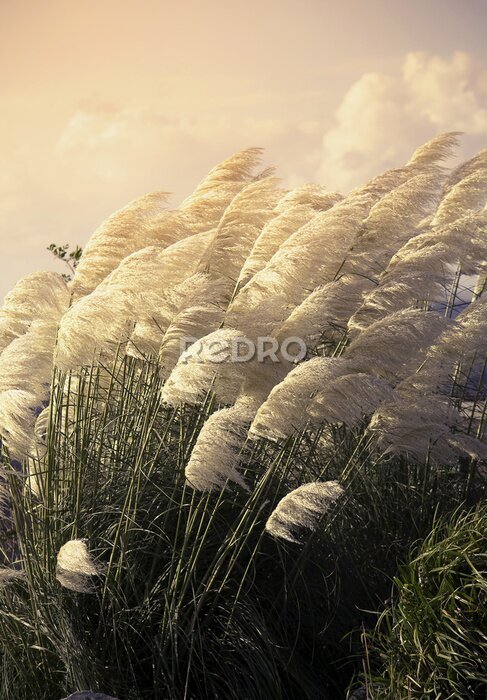 Poster Pampas grass