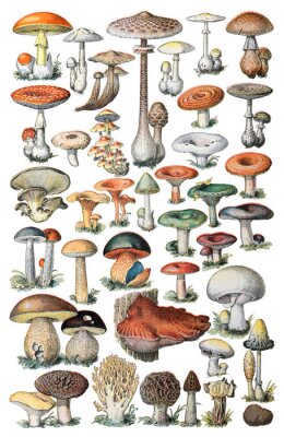 Poster Pilz-Atlas