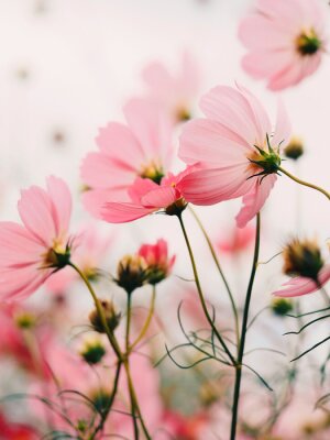 Poster pink flowers in the garden