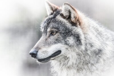 Porträt dunkelgrauer Wolf