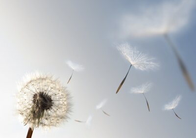 Pusteblume in voller Blüte