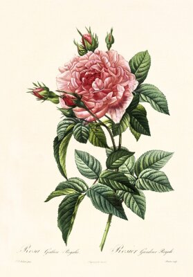 Rose mit vielen Blütenblättern und dunklen Blättern