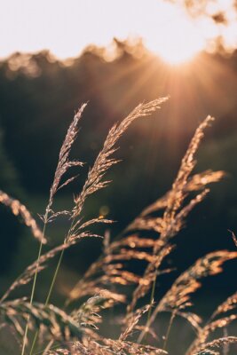 Poster Schilfgras in der Sommersonne