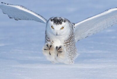 Poster Schneeeule Landung