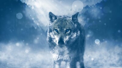 Poster Schneewolf