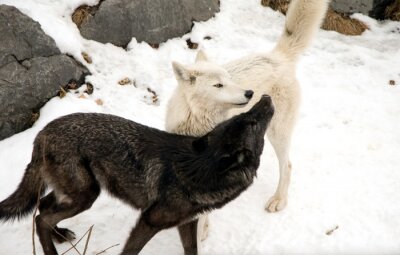 Poster Schwarzer und weißer Wolf