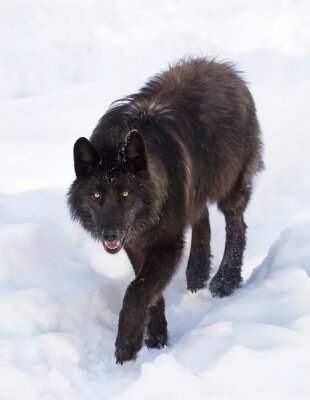 Poster Schwarzer Wolf im Schnee