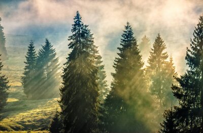 Tannenbäume an einem sonnigen tag