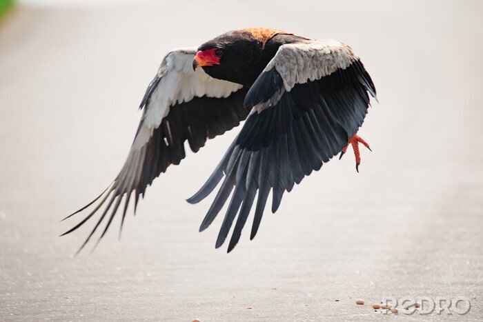 Poster Vogel im Flug