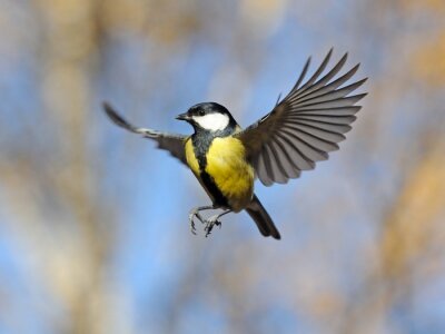 Poster Vogel im Flug am Himmel