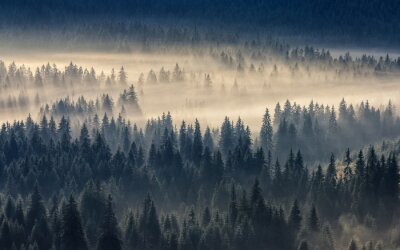 Von gelblichem nebel bedeckter wald