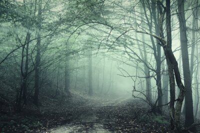 Waldtunnel mit nebel