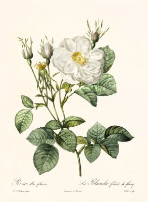 Weiße Rose Illustration in Retro-Ästhetik