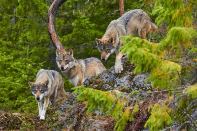 Poster Wölfe laufen von den Bergen herunter