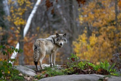 Poster Wolf im Wald