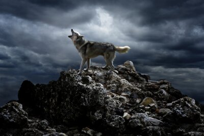 Poster Wolf mit Mond