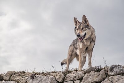 Poster Wolf schaut von oben zu