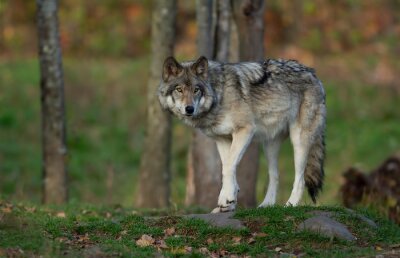 Poster Wolf Wald einsam