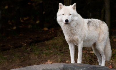 Poster Wolf Wald weiß