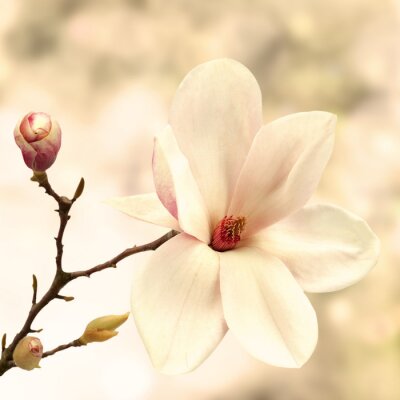 3D-Magnolie und Knospe