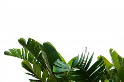 Sticker Group of big green banana leaves of exotic palm tree in sunshine on white background. Tropical plant foliage with visible texture. Pollution free symbol. Close up, copy space.