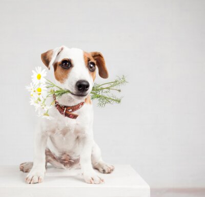 Sticker Hund im Sitzen mit Blumen im Maul