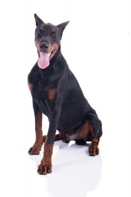 Sticker Hunde würdiger Dobermann mit langer Zunge