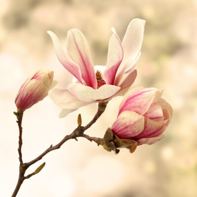 Magnolienzweig auf pastellfarbenem Hintergrund