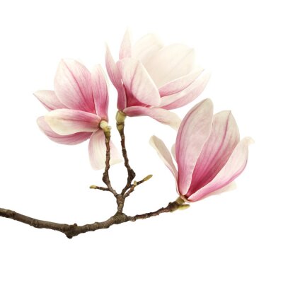 Magnolienzweig auf weißem Hintergrund