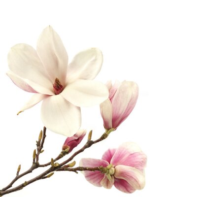 Offene und geschlossene Magnolien