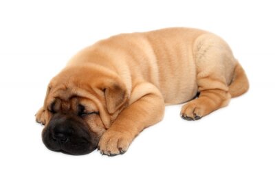 Sticker Schlafender Shar Pei