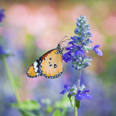 Sticker Schmetterling sammelt Nektar