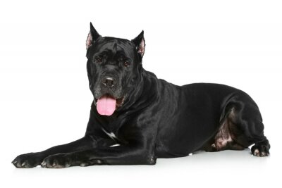 Tiere Cane Corso mit glänzendem schwarzem Fell