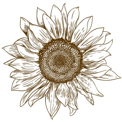 Sticker Zeichnung einer Sonnenblume