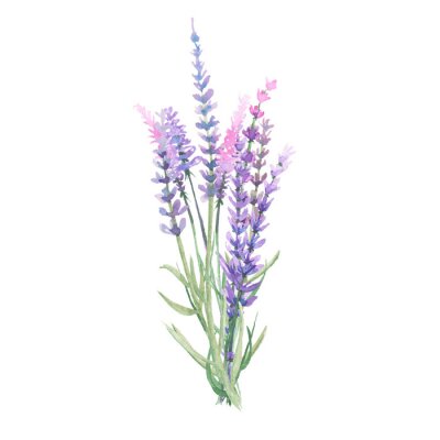 Lavendel Vintage in Pastellfarben