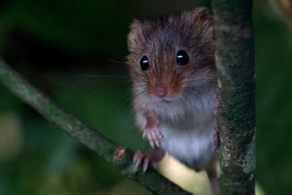 Kleine braune Maus steht auf Zweigen einer Pflanze.