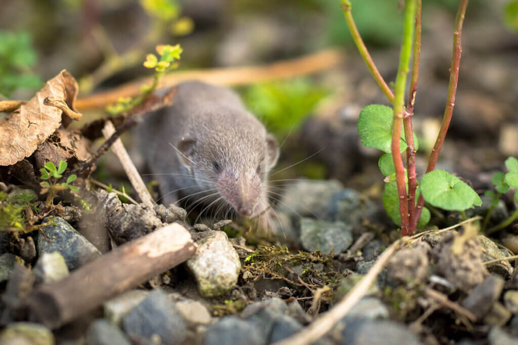 Eine graue Spitzmaus laeuft ueber den Waldboden, mit Steinen und Moos bedeckt.