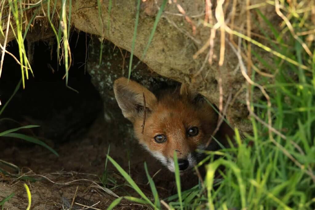 Fuchs schaut aus einer Erdhoehle