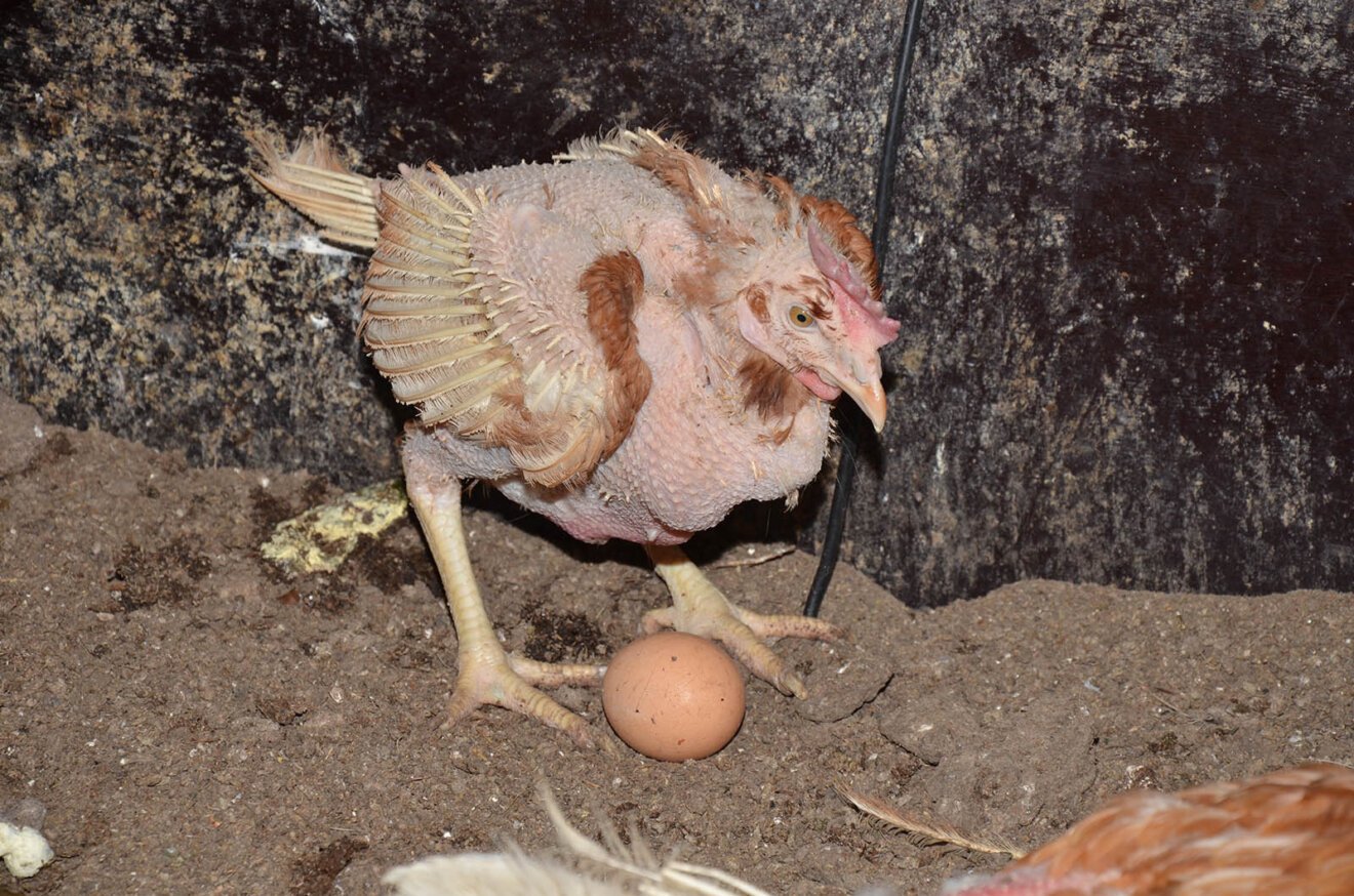 Zerrupftes und krankes Huhn einer Biohuehnerfarm