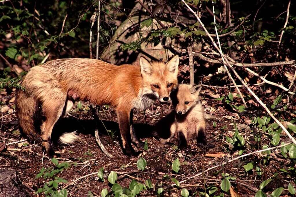 fuchs mit welpen