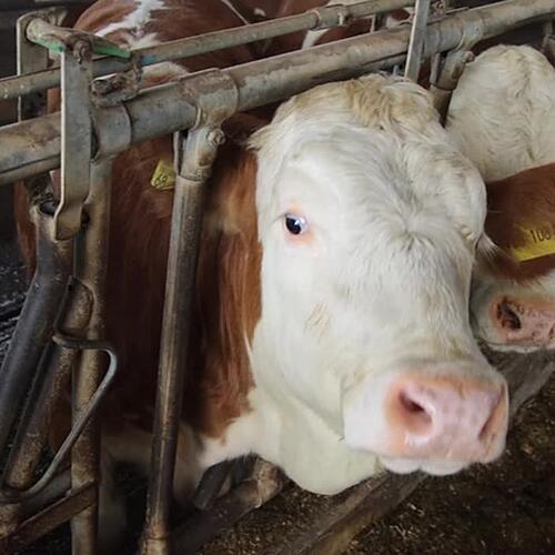 Immer mehr Flächen gehören Schweizer Landwirten