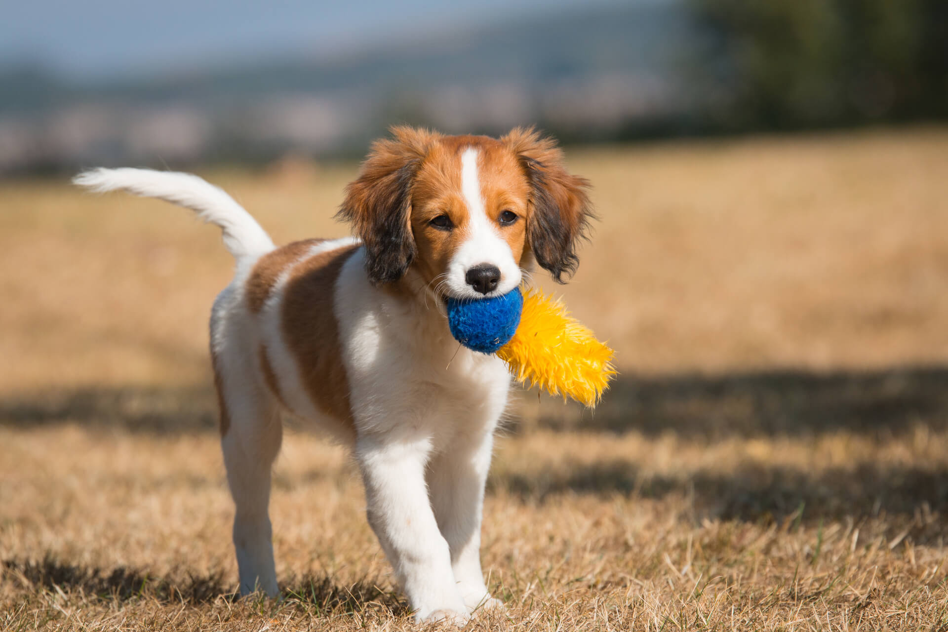 Kooikerhondje