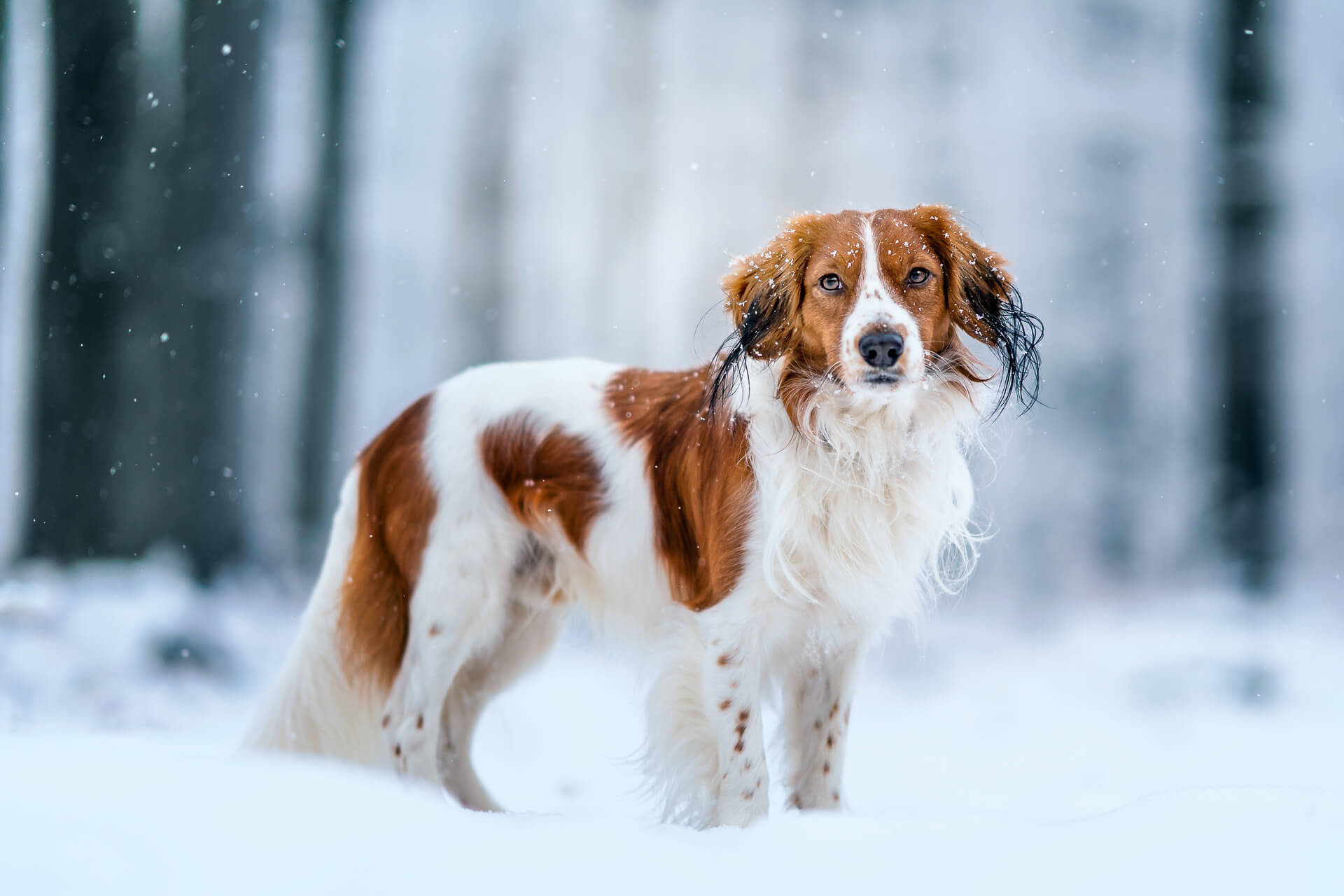 Kooikerhondje